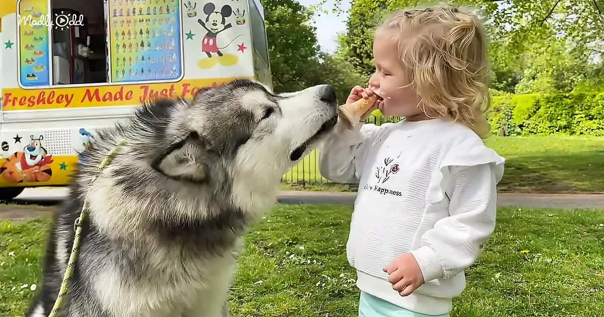 Baby girl and Husky