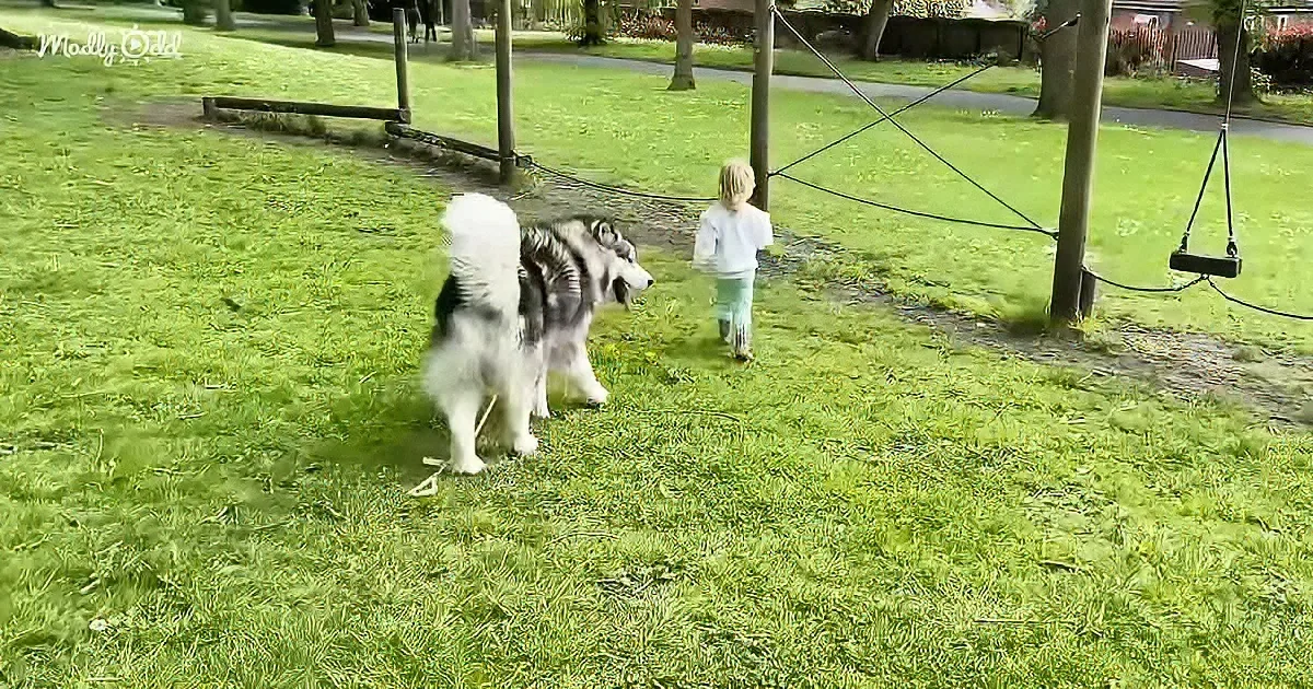 Baby girl and Husky