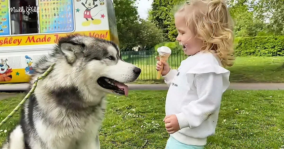 Baby girl and Husky