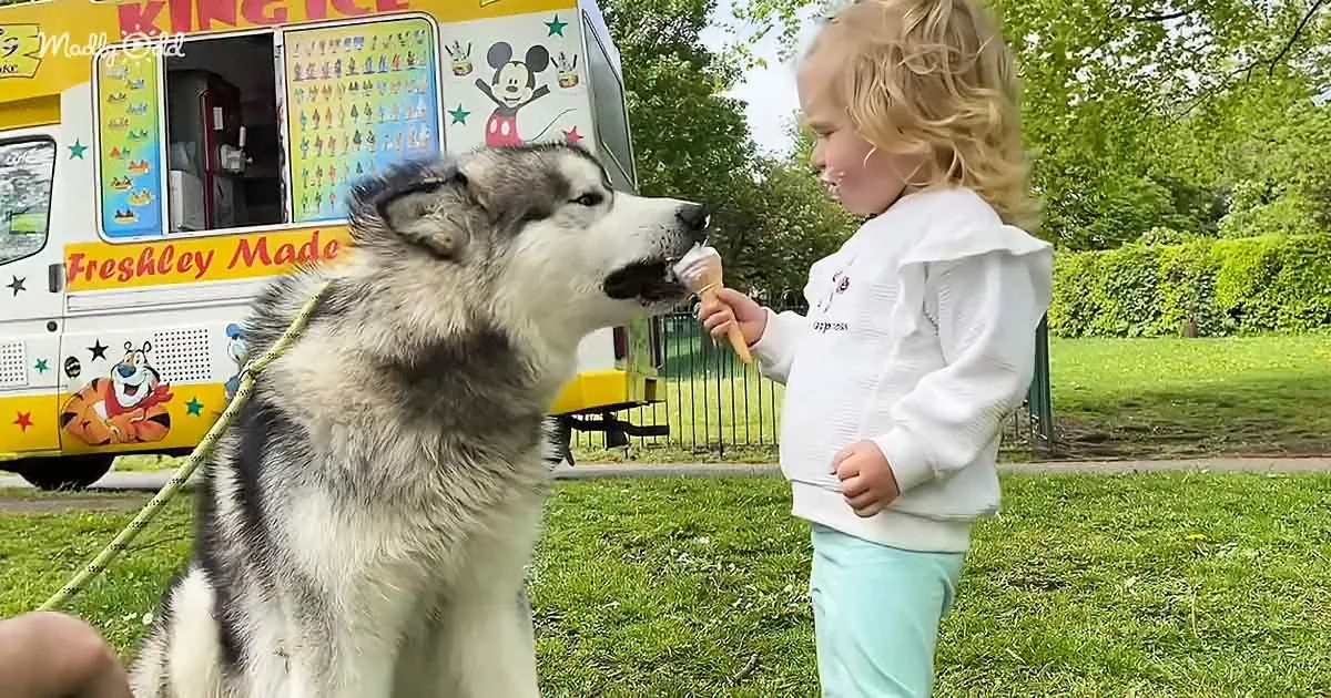 Baby Girl Shares a Walk and Ice Cream With Giant Husky