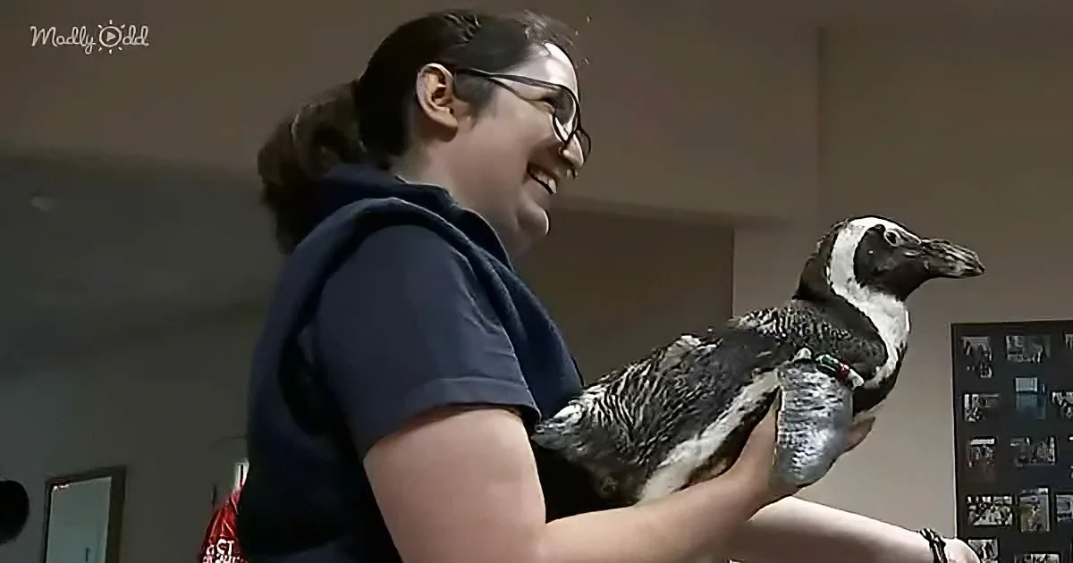 A woman holds a penguin, smiling, in a room with a wall display.