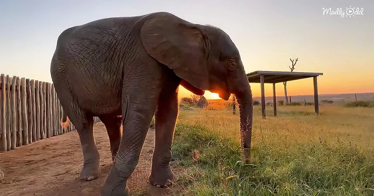 Albino baby elephant Khanyisa