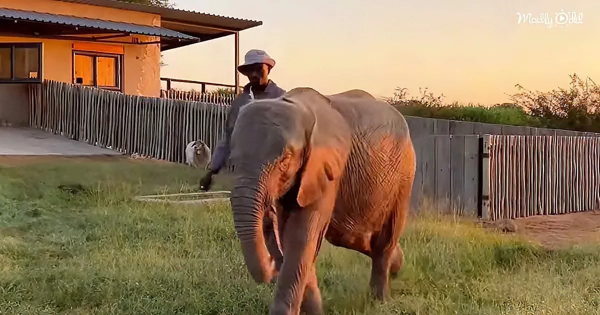 Albino baby elephant Khanyisa