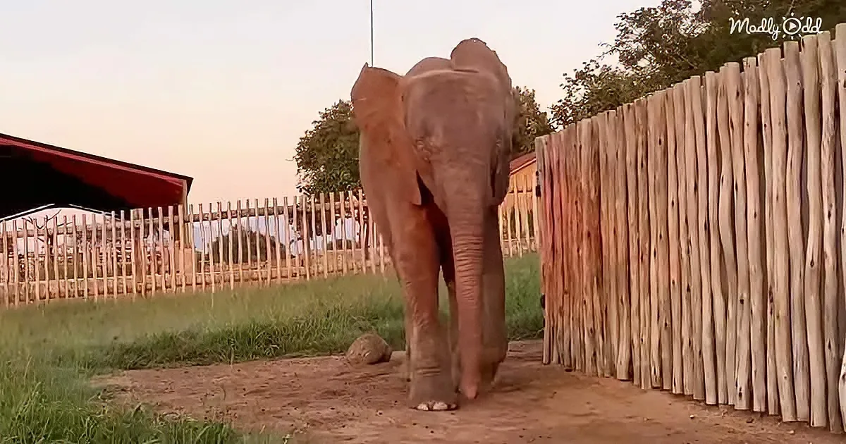 Albino baby elephant Khanyisa