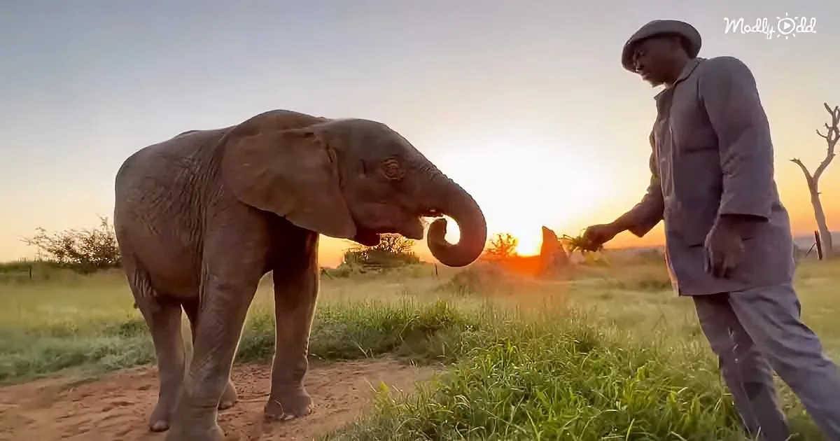 Beautiful Albino Elephant Enjoys Delicious Morning Breakfast With Caregiver