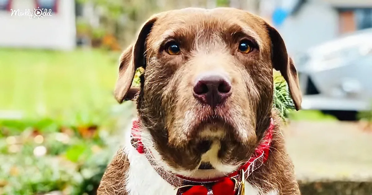 A brown dog with a white chest wears a red bandana, standing outdoors with a blurred background.