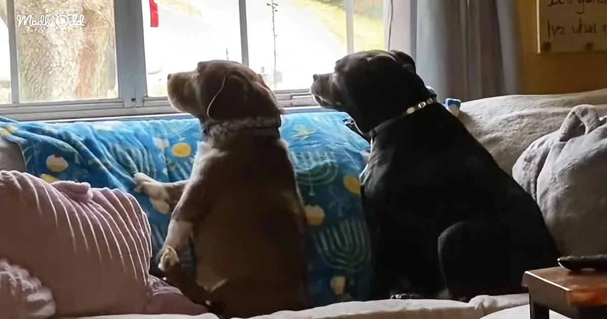 Two dogs sit on a couch, looking out a window with a blue blanket featuring a menorah design.