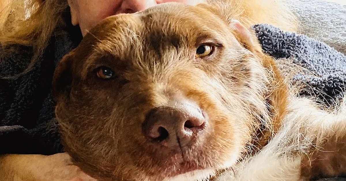 Pup Abandoned by Previous Owner Thinks He's the Funniest Dog Around