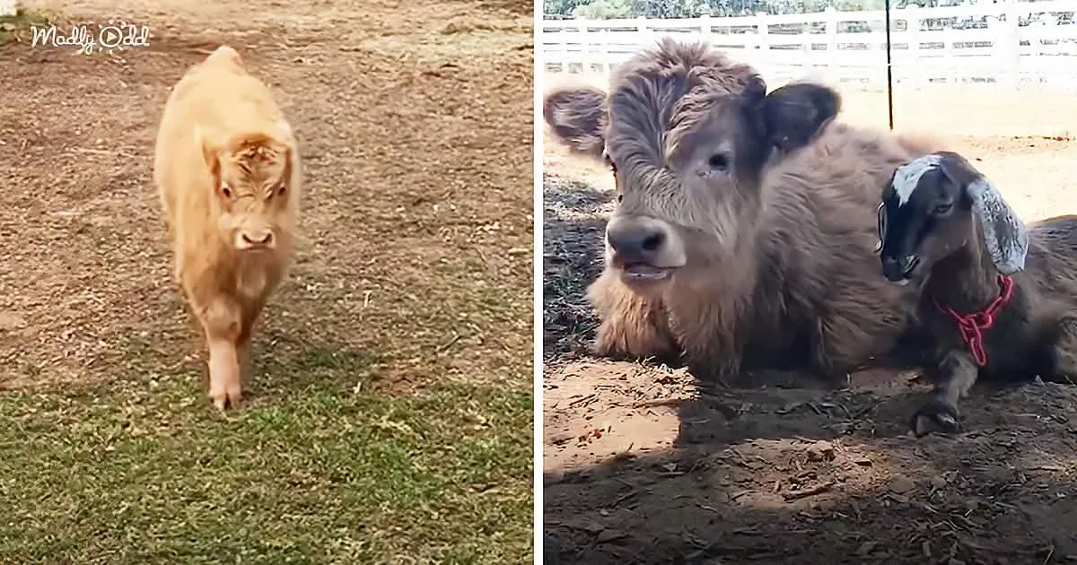 Orphaned Baby Cow in Need of a Friend Meets His Bestie