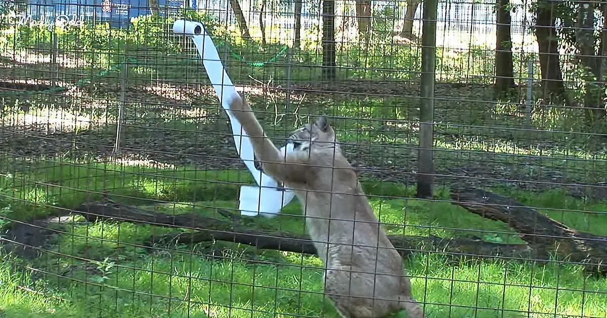 A cougar reaches up through a fence to grab a roll of toilet paper.