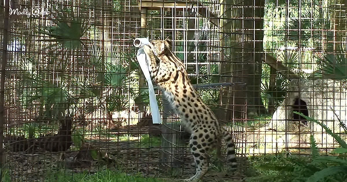 A serval cat stands on hind legs, gripping a rolled-up paper towel in its mouth.