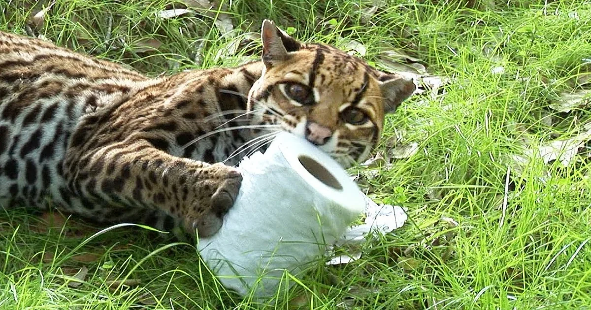 A spotted wild cat lies on grass, chewing on a white object amidst scattered leaves and greenery.