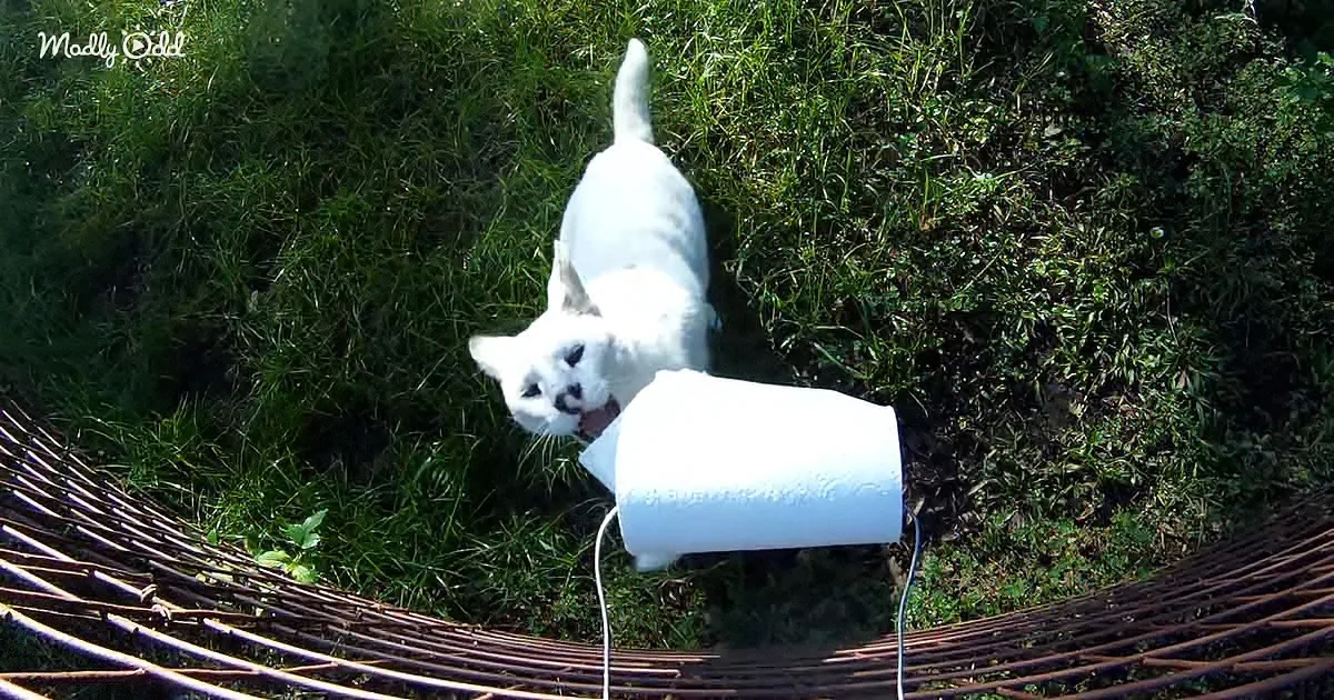 A white cat plays with a white tube on a grassy surface near a woven structure.