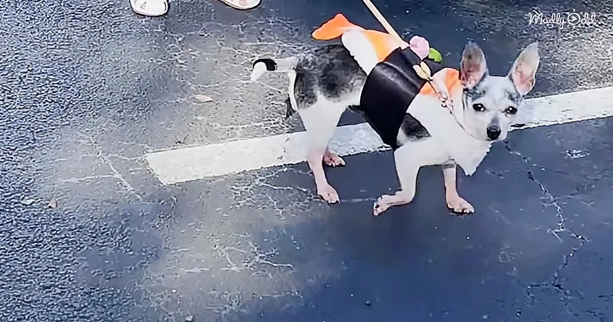 A small dog wearing an orange life vest stands on wet pavement, looking up.