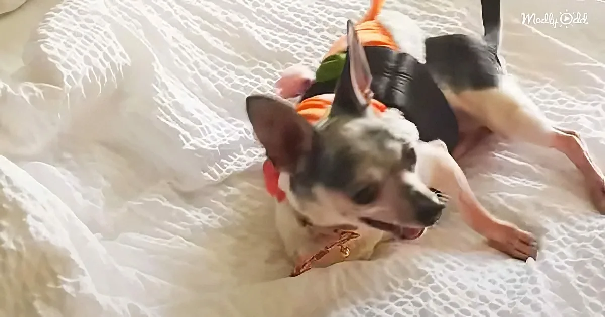 A small dog with a white and black coat is lying on a white lace bedspread, wearing a colorful outfit.