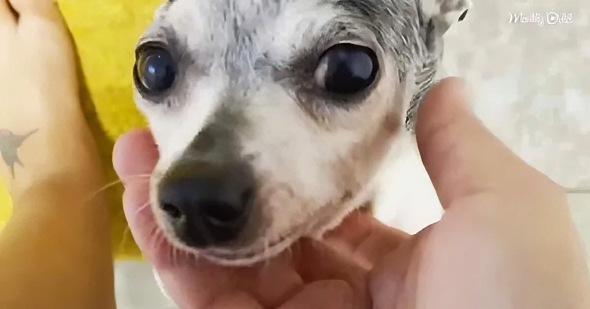 A small dog with a white and gray coat is being held gently by a person's hands.