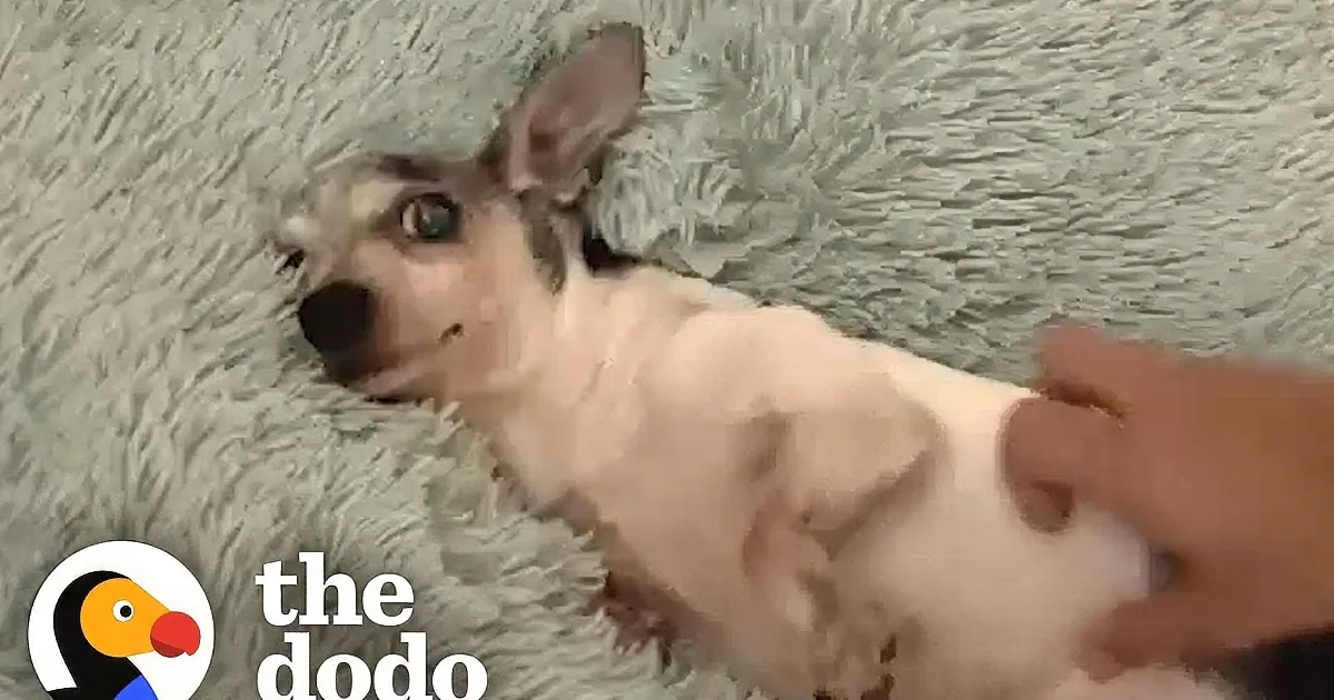 Senior Dog Experiences a Soft Bed for the First Time