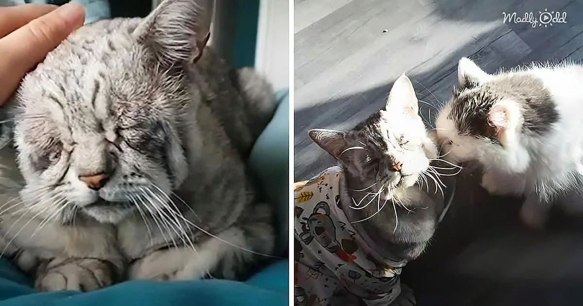 A fluffy gray cat is being petted, looking relaxed, while another cat in pajamas snuggles nearby.