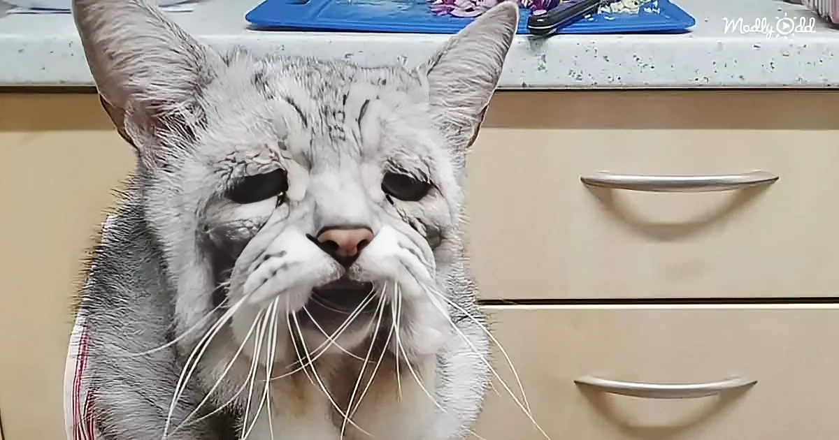 A gray and white cat with a distressed expression sits on a kitchen counter, whiskers prominent.