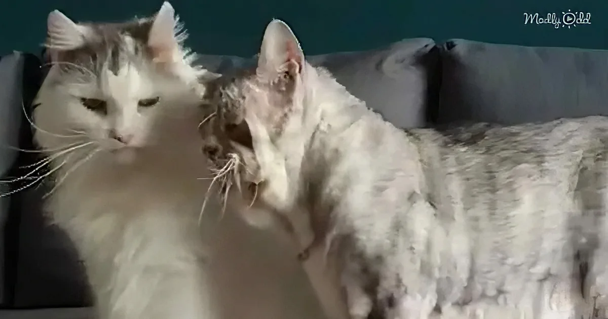 Two cats, one white and one gray, sit side by side, appearing calm and relaxed.