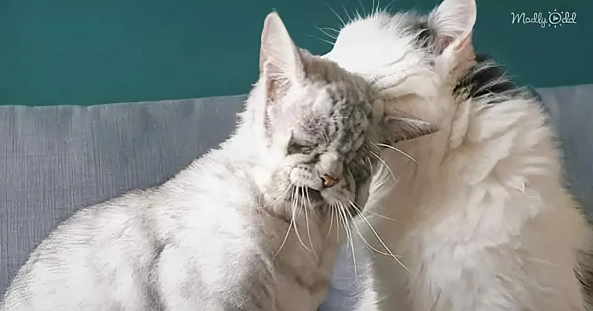 Two fluffy white cats cuddling, one with a grayish face, both resting on a gray couch.