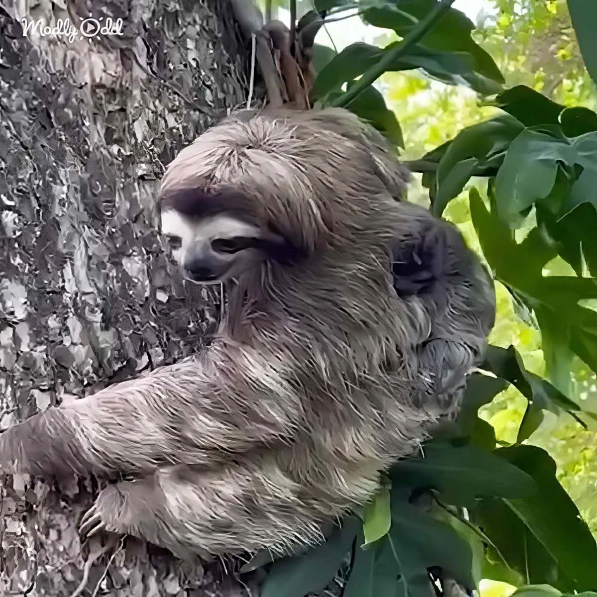 Mama sloth and baby