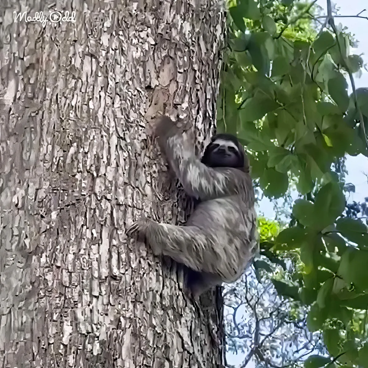 A sloth is clinging to a tree trunk with its arms and legs, surrounded by green foliage.