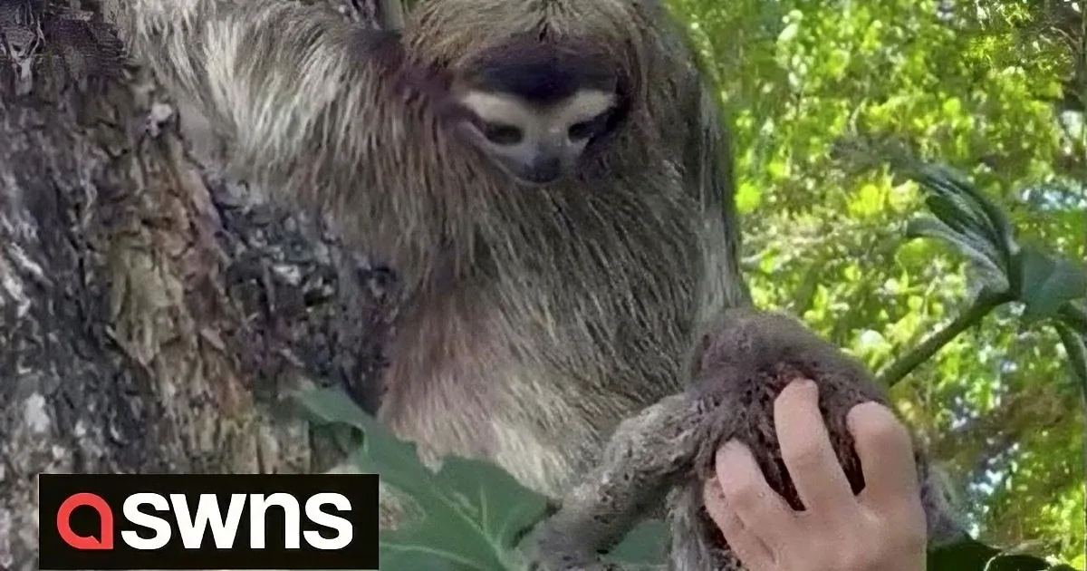 Woman Reunites Baby Sloth Stranded on a Beach With Mama