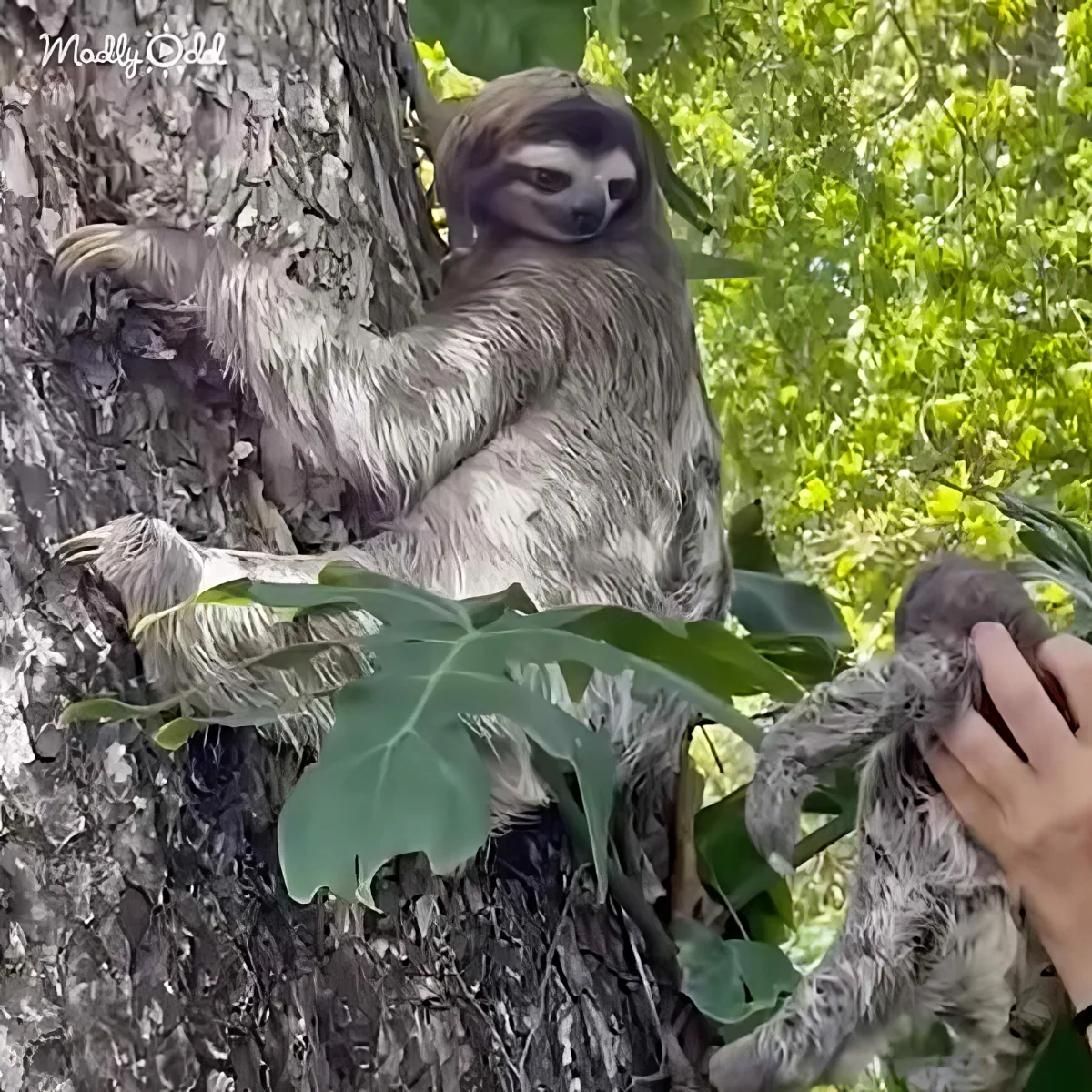 Woman reunites baby sloth with mama