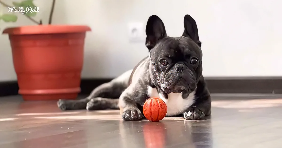 A French Bulldog lies on a floor with an orange ball, looking directly at the camera.