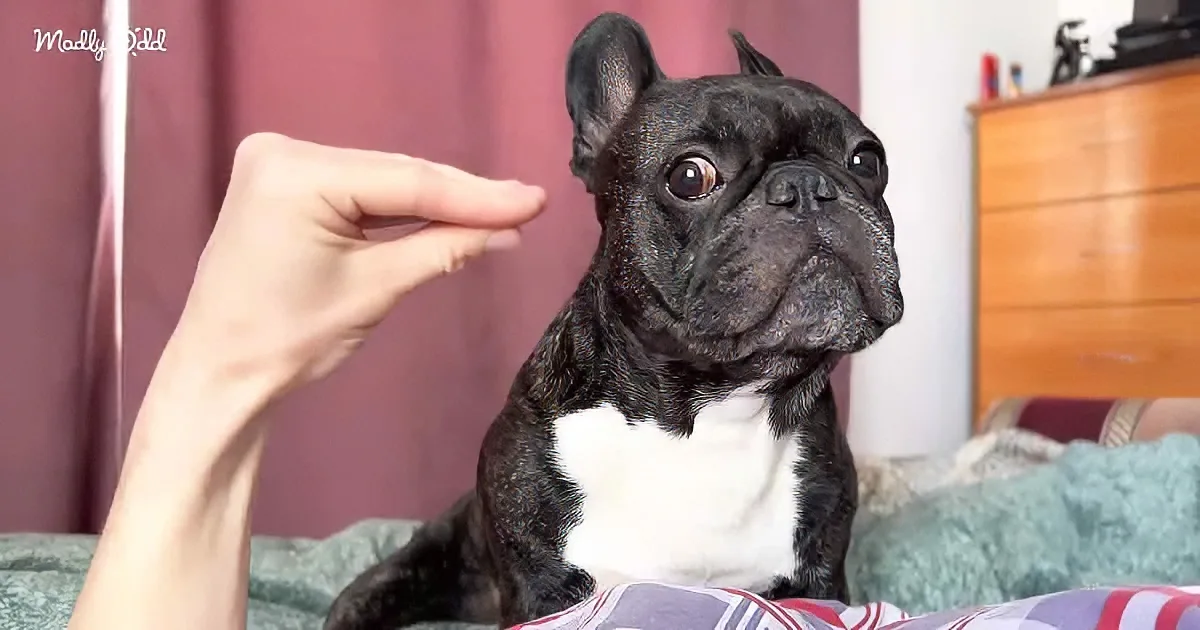 A French Bulldog sits on a bed, looking up at a hand gesturing near its head.