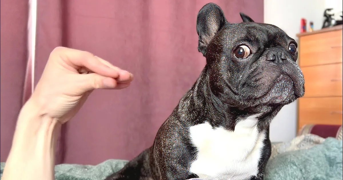 Expressive French Bulldog Gives 'The Goose' a Side-Eye