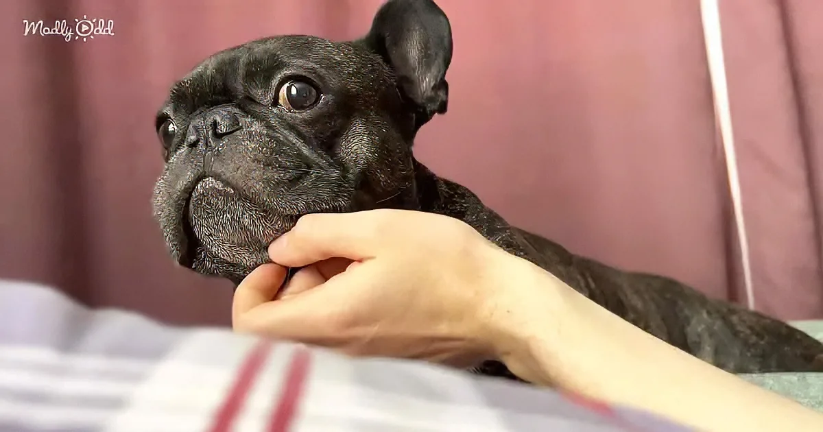 A person gently holds a black French Bulldog's chin, with a pink background and striped fabric visible.