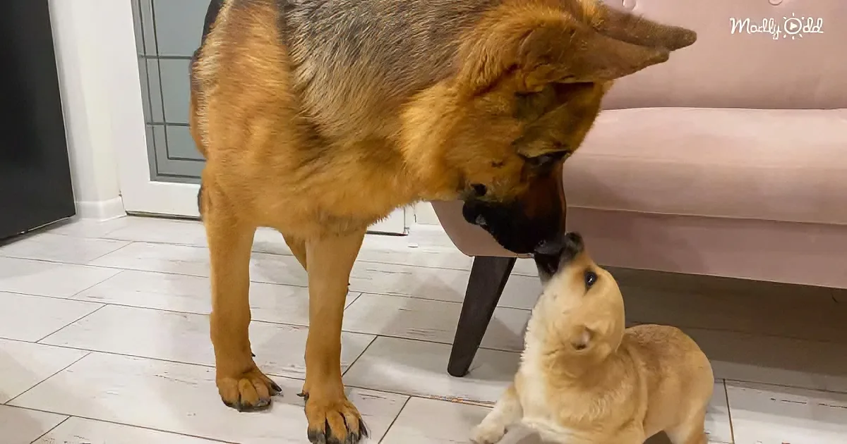 A German Shepherd dog gently nuzzles a smaller dog on a tiled floor near a couch.