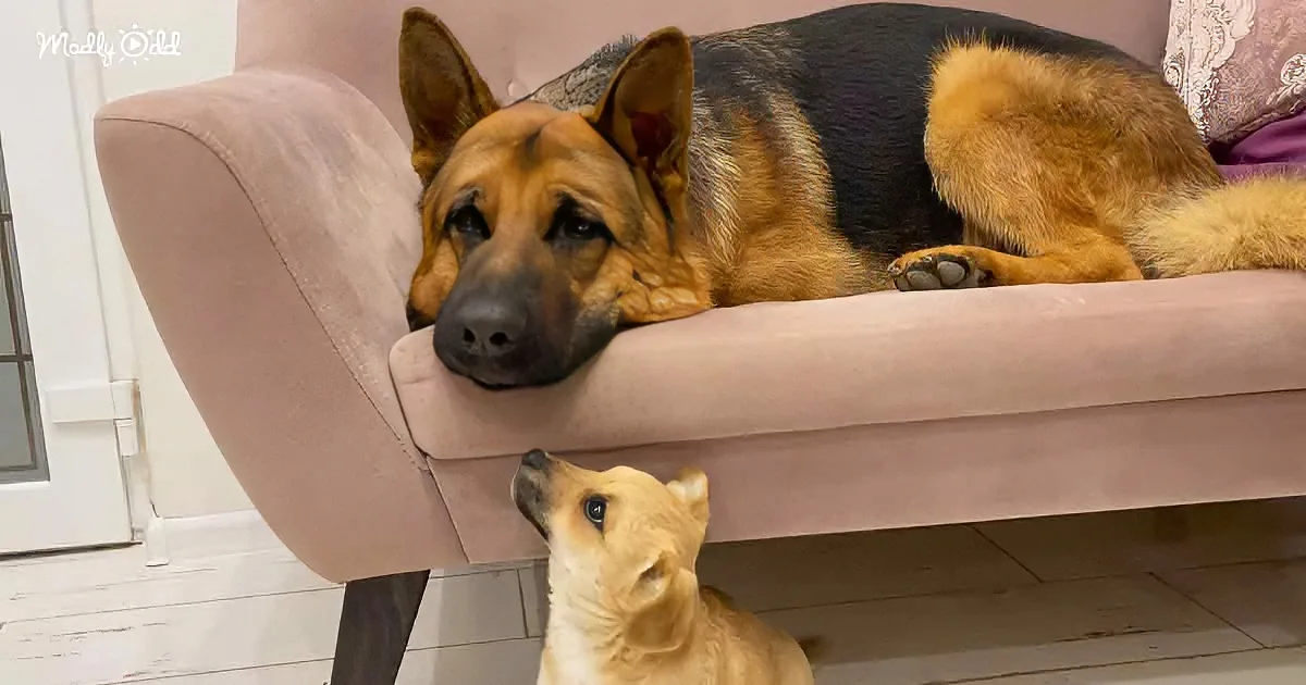 A German Shepherd lounges on a pink armchair, while a smaller dog sits below, looking up.