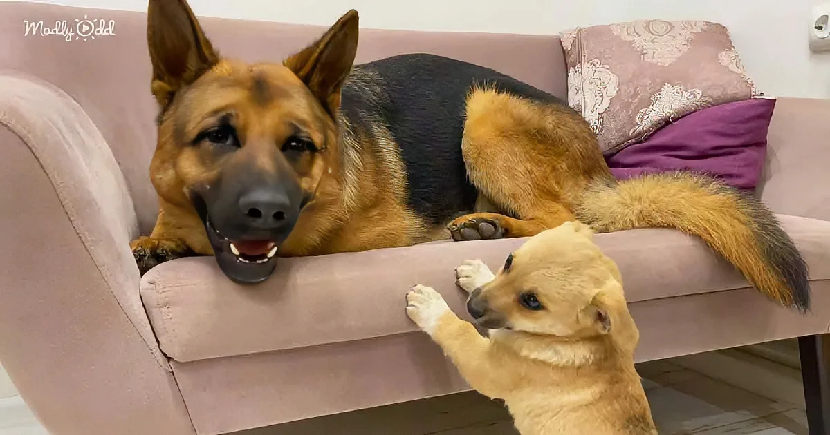A German Shepherd and a small dog are playfully interacting on a pink couch.