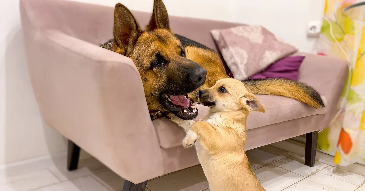 A German Shepherd and a small tan dog interact on a beige couch, showcasing their bond.