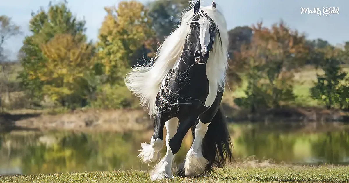 Gypsy Vanner horse