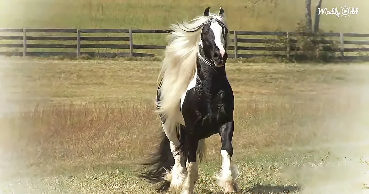 Gypsy Vanner horse