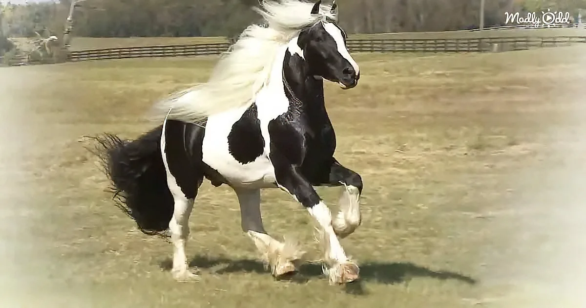Gypsy Vanner horse
