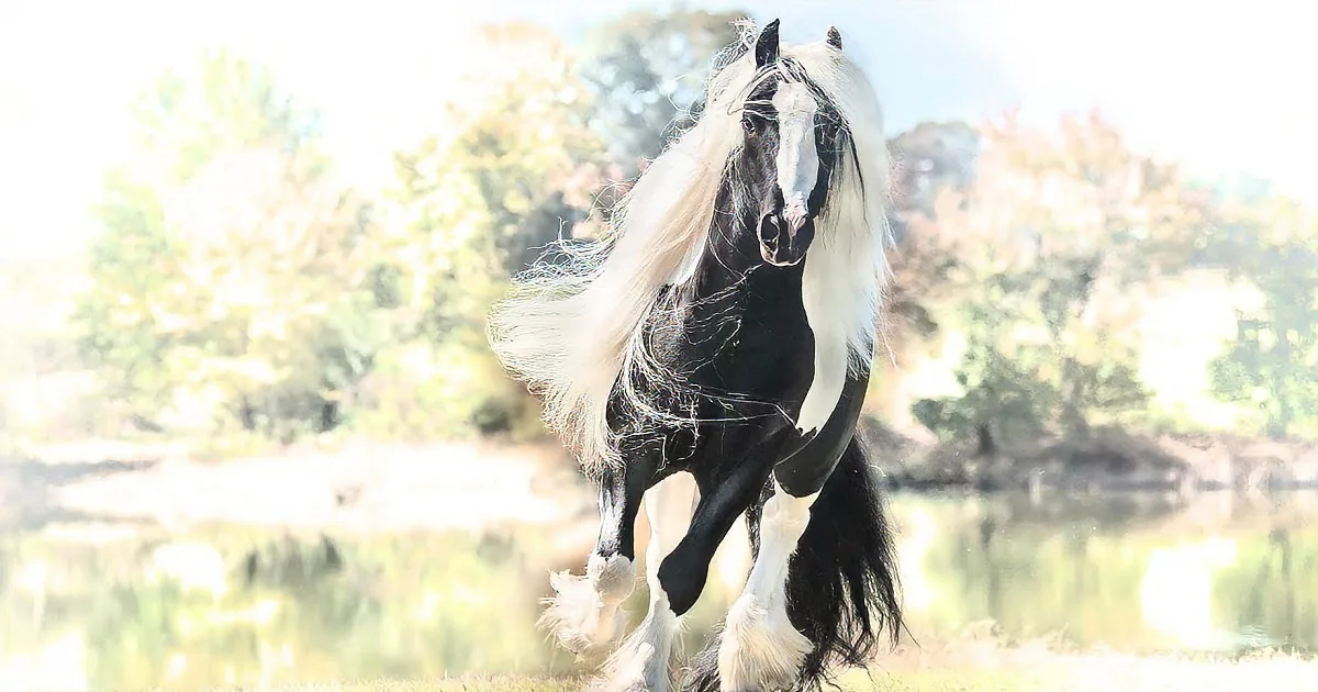 One of the Most Famous Gypsy Vanner Horses in the World
