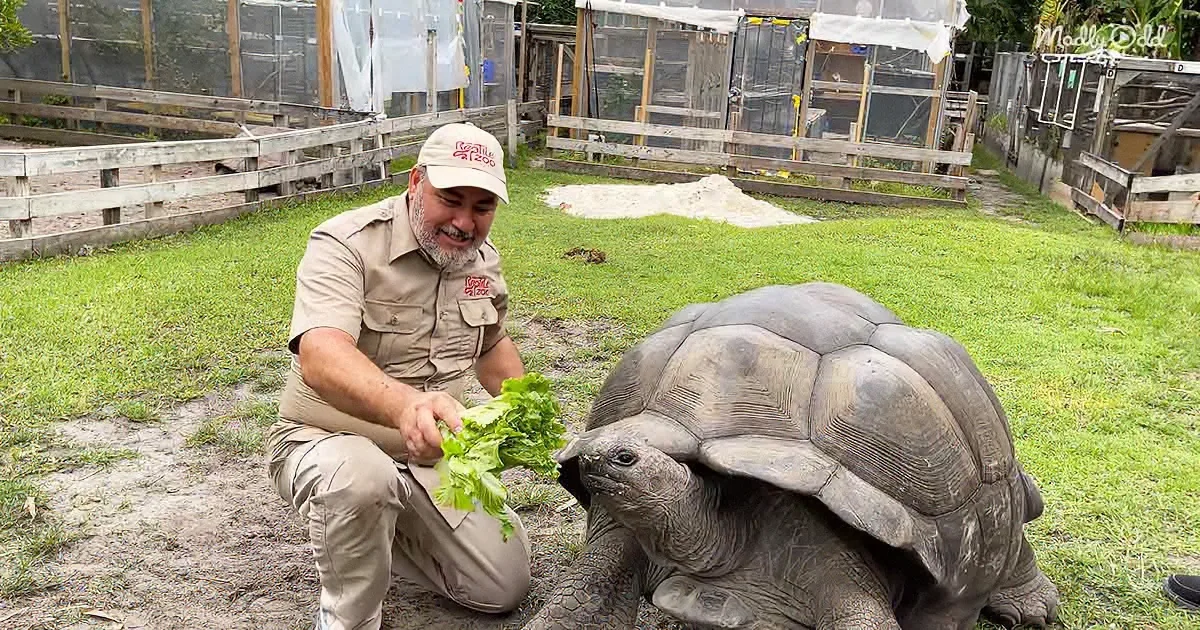 104-Year-Old Tortoise Outshines Other Residents of the Sanctuary