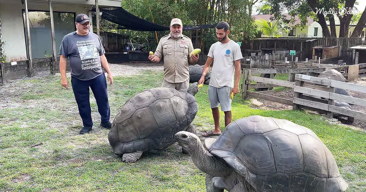 Three men stand with two large tortoises in a grassy enclosure, holding fruit.