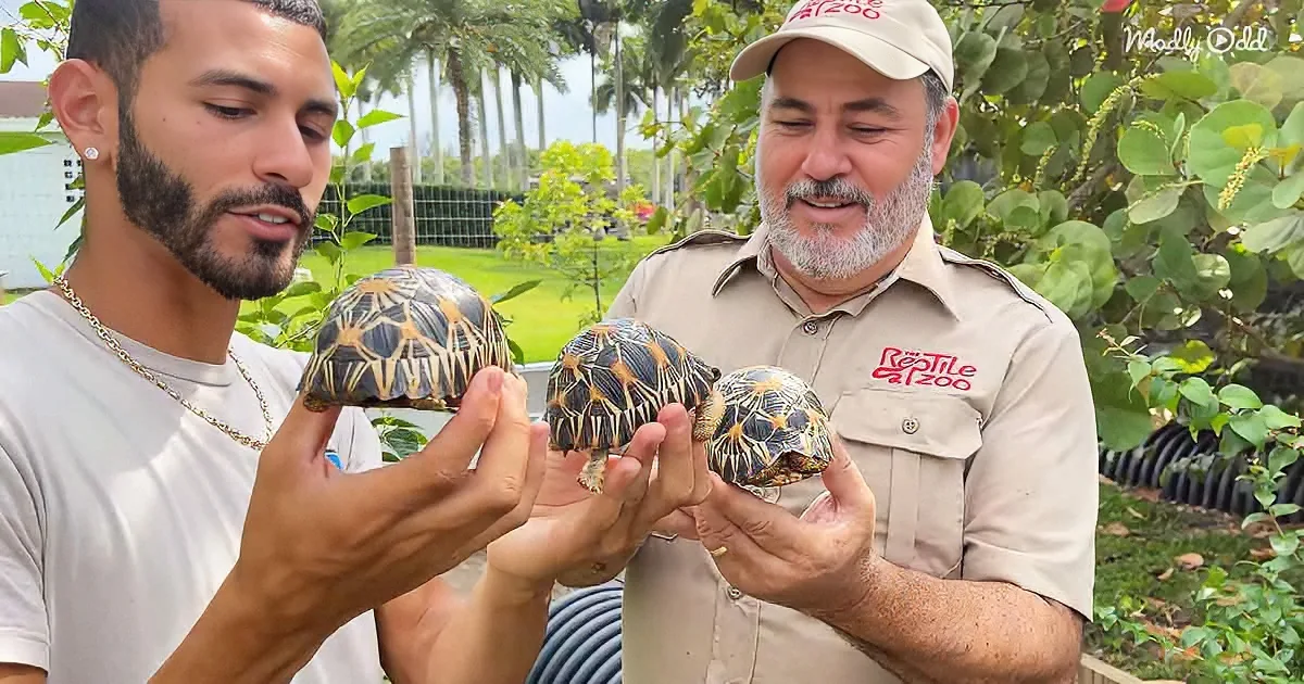 Two men hold baby radiated tortoises, one in a white shirt, the other in a zoo uniform.