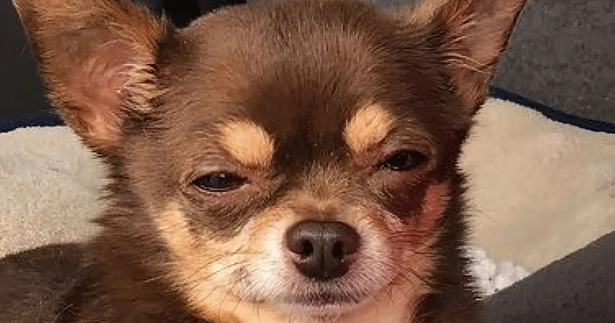 Woman Adopts a Very Judgmental Chihuahua With a Big Personality