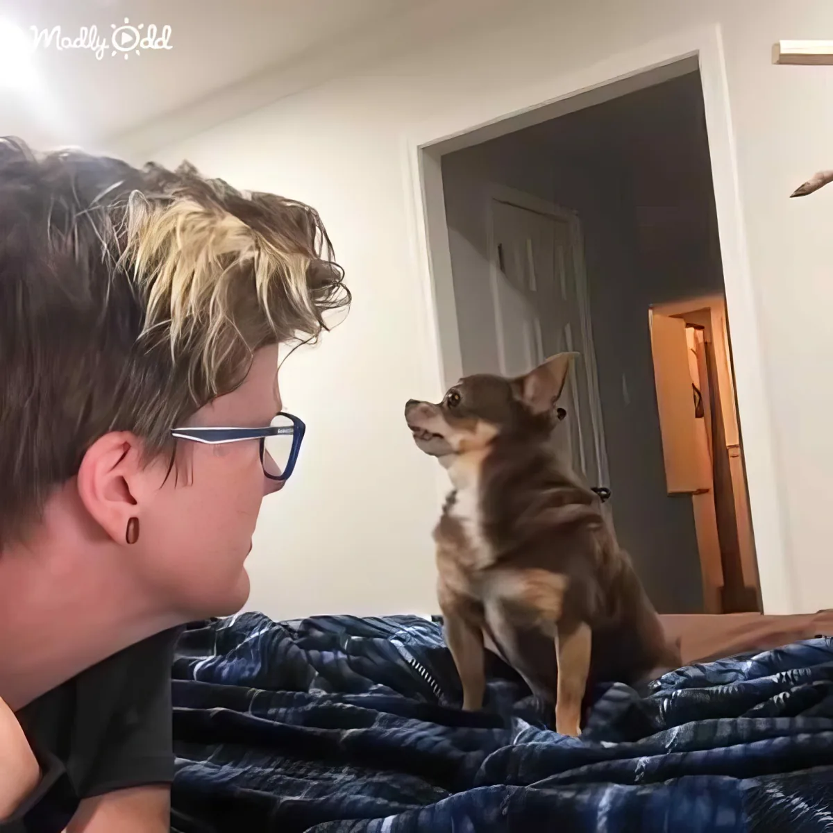 A person with glasses and a small dog sitting on a bed, both looking at something off-camera.