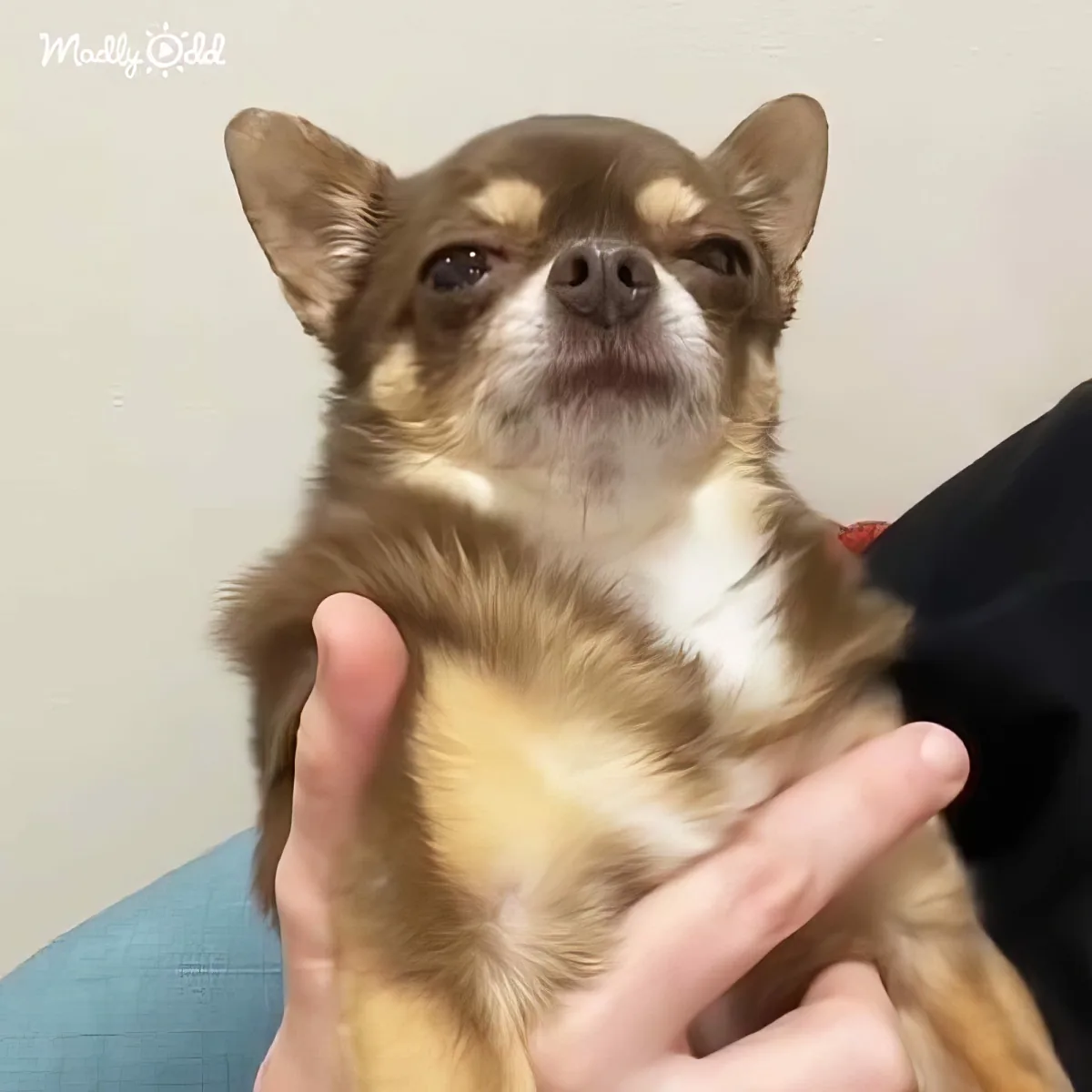 A small brown and white dog with big ears is being held by a person.