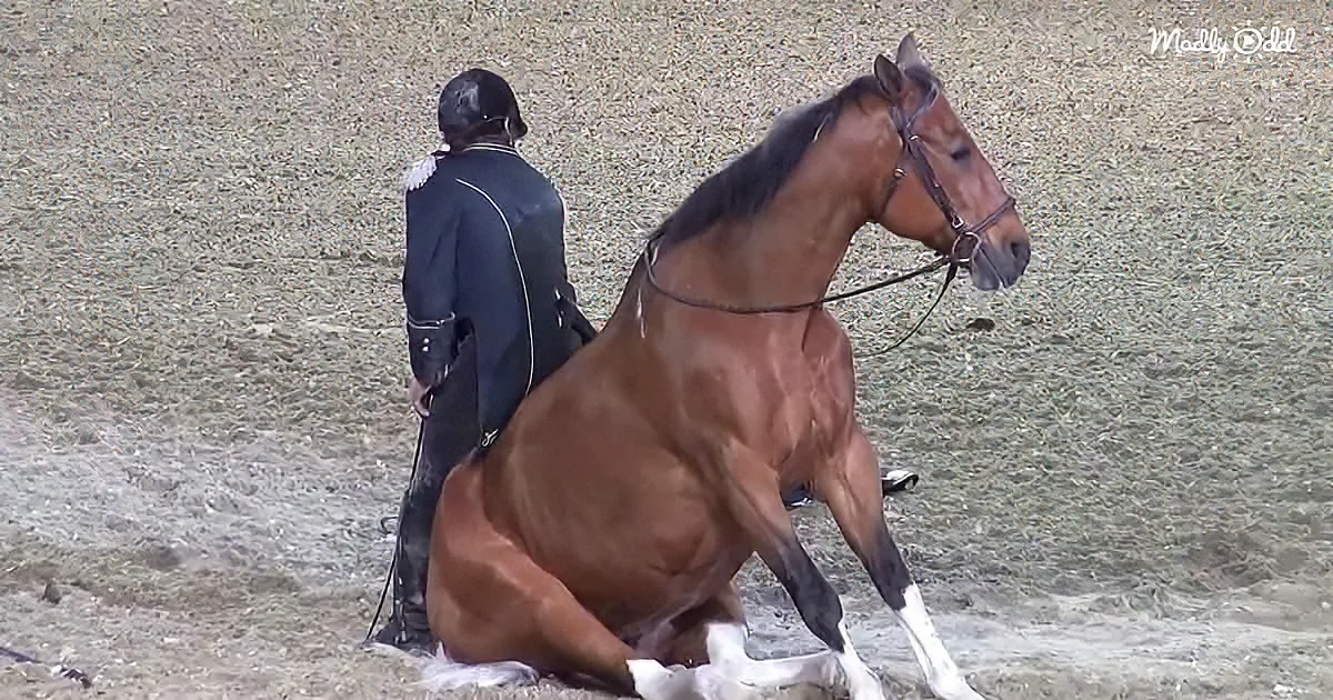 A horse in a dressage position with a rider in a black uniform and helmet.