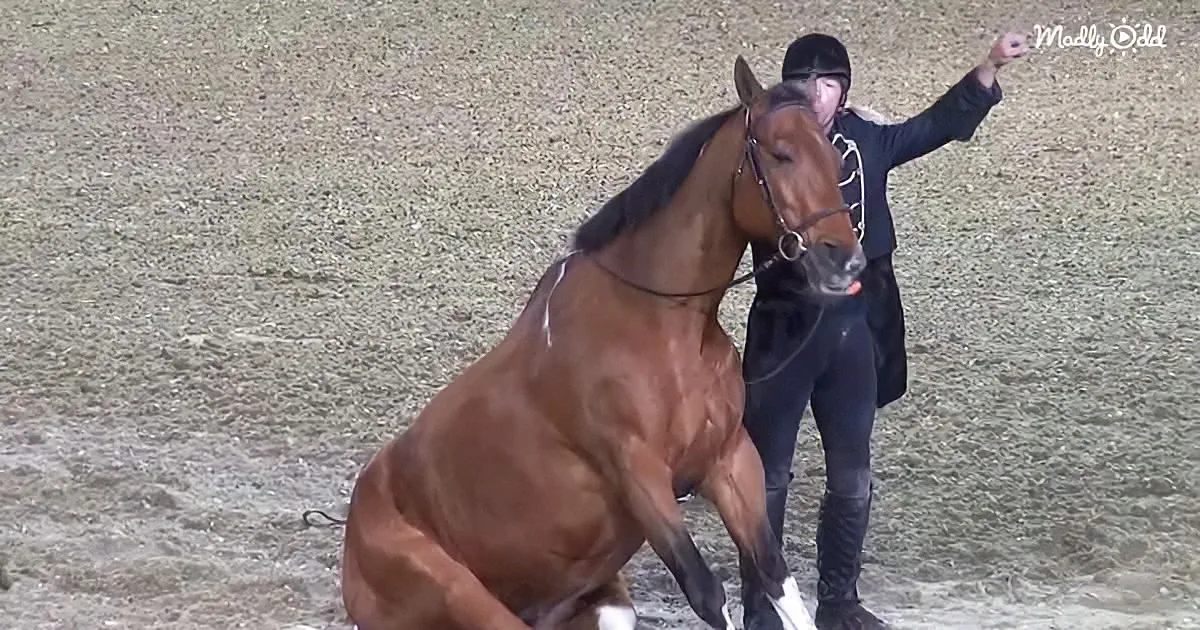 Hilarious Horse Act Is the Funniest Thing We Saw Today