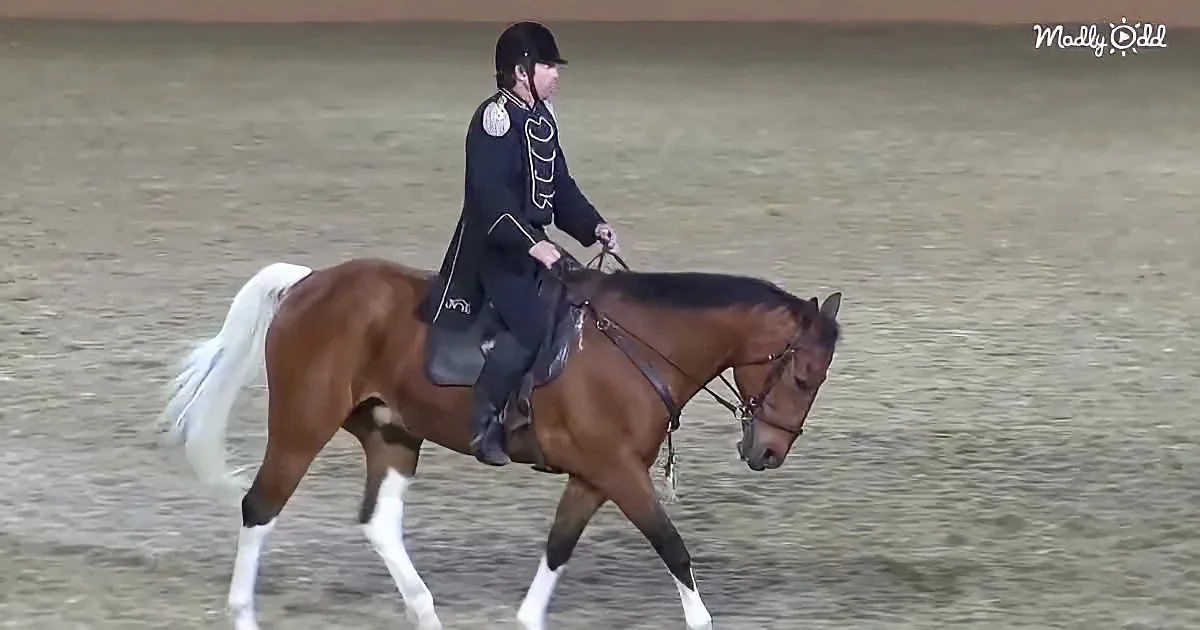 A rider in a dark uniform and helmet is riding a brown horse with white socks in an indoor arena.